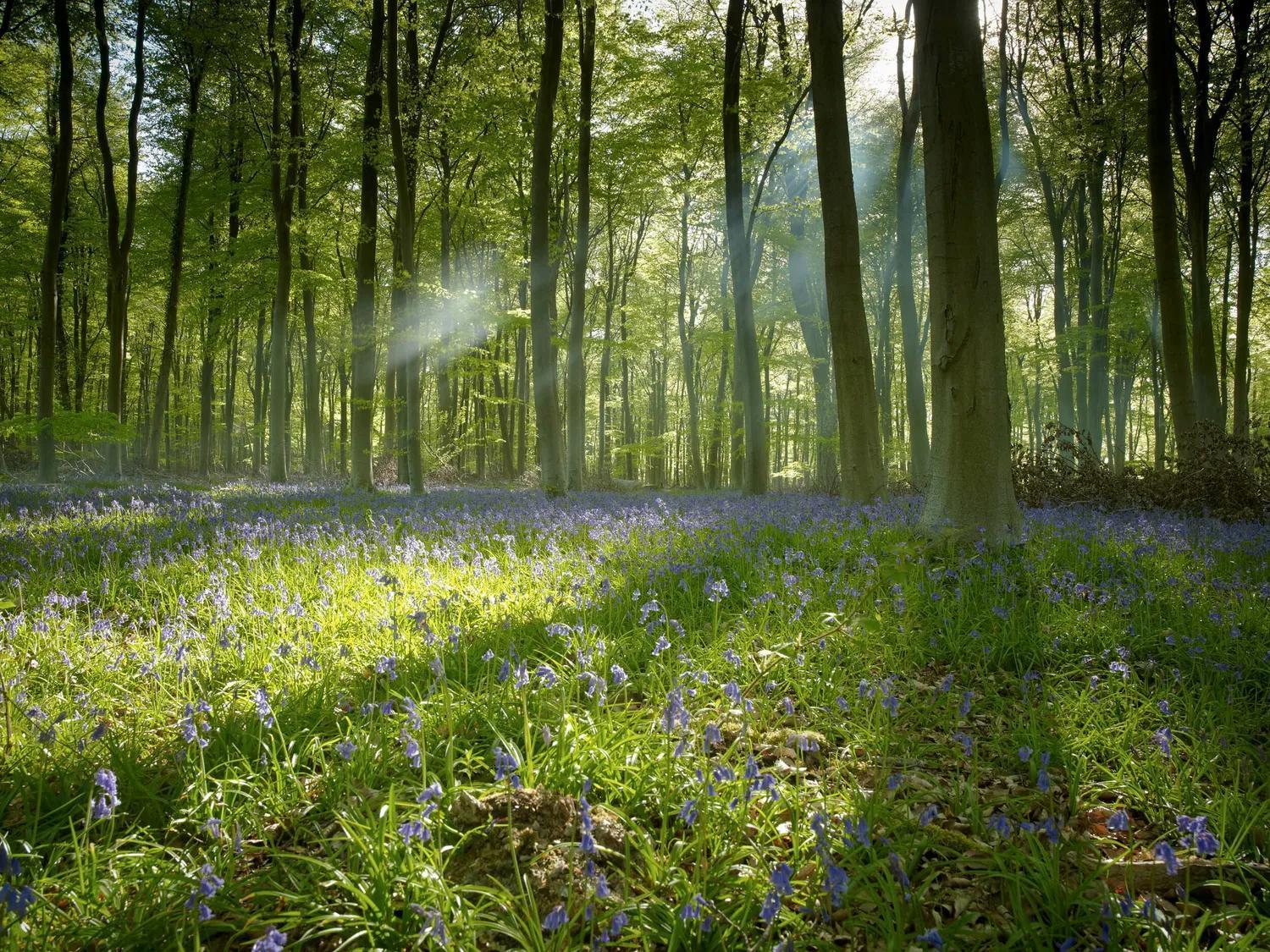 Blackwood Forest Cabins - Forest Holidays Popham Esterno foto